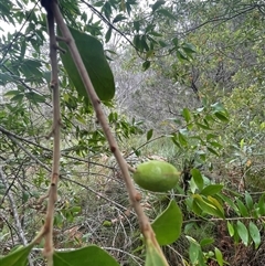 Persoonia levis at Dunbogan, NSW - suppressed