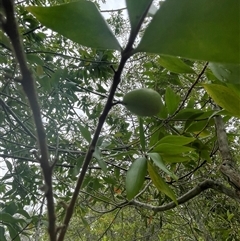 Persoonia levis at Dunbogan, NSW - suppressed