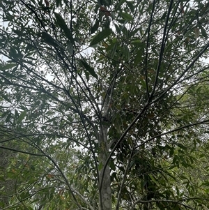 Unidentified Other Tree at Dunbogan, NSW by Nette