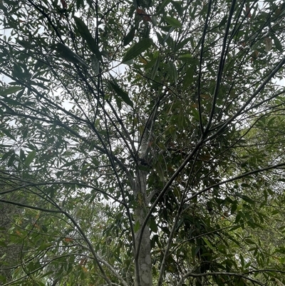 Unidentified Other Tree at Dunbogan, NSW - 12 Oct 2024 by Nette