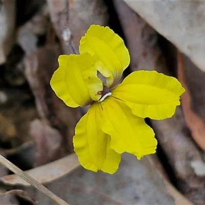 Goodenia hederacea subsp. hederacea (Ivy Goodenia, Forest Goodenia) at Yarra, NSW - 14 Oct 2024 by trevorpreston