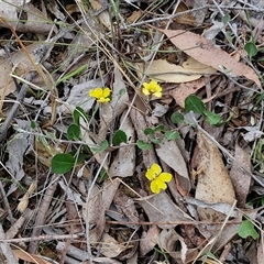 Goodenia hederacea subsp. hederacea at Yarra, NSW - 14 Oct 2024