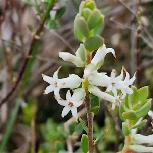 Brachyloma daphnoides at Yarra, NSW - 14 Oct 2024