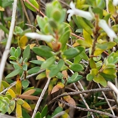 Brachyloma daphnoides at Yarra, NSW - 14 Oct 2024