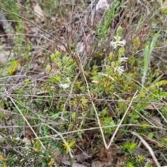 Brachyloma daphnoides at Yarra, NSW - 14 Oct 2024