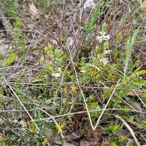 Brachyloma daphnoides at Yarra, NSW - 14 Oct 2024