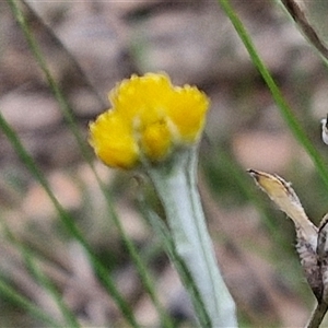 Chrysocephalum apiculatum at Yarra, NSW - 14 Oct 2024 04:04 PM