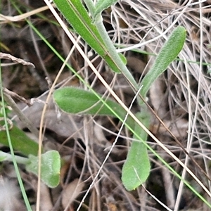 Chrysocephalum apiculatum at Yarra, NSW - 14 Oct 2024 04:04 PM