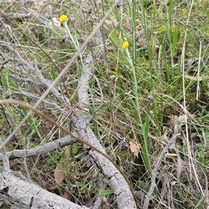 Chrysocephalum apiculatum at Yarra, NSW - 14 Oct 2024 04:04 PM