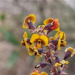 Daviesia latifolia (Hop Bitter-Pea) at Yarra, NSW - 14 Oct 2024 by trevorpreston