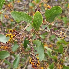 Daviesia latifolia at Yarra, NSW - 14 Oct 2024 03:58 PM