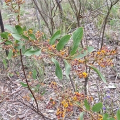 Daviesia latifolia at Yarra, NSW - 14 Oct 2024 03:58 PM