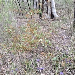 Daviesia latifolia at Yarra, NSW - 14 Oct 2024