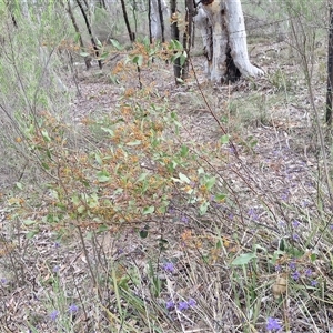 Daviesia latifolia at Yarra, NSW - 14 Oct 2024 03:58 PM