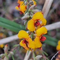 Dillwynia sericea (Egg And Bacon Peas) at Yarra, NSW - 14 Oct 2024 by trevorpreston