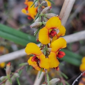 Dillwynia sericea at Yarra, NSW - 14 Oct 2024