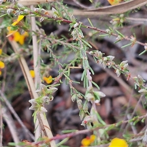 Dillwynia sericea at Yarra, NSW - 14 Oct 2024