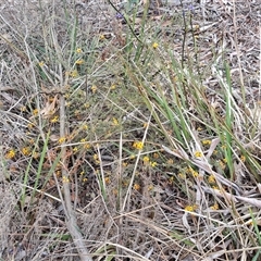 Dillwynia sericea at Yarra, NSW - 14 Oct 2024