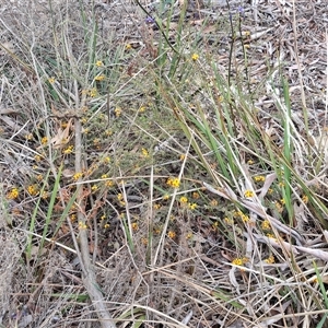 Dillwynia sericea at Yarra, NSW - 14 Oct 2024 03:57 PM