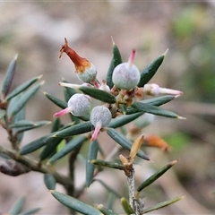 Lissanthe strigosa subsp. subulata (Peach Heath) at Yarra, NSW - 14 Oct 2024 by trevorpreston