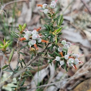 Lissanthe strigosa subsp. subulata at Yarra, NSW - 14 Oct 2024