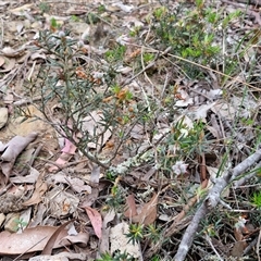 Lissanthe strigosa subsp. subulata at Yarra, NSW - 14 Oct 2024