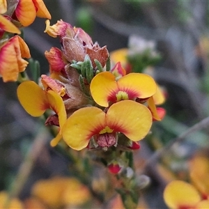 Dillwynia sericea at Yarra, NSW - 14 Oct 2024 03:52 PM