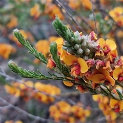 Dillwynia sericea at Yarra, NSW - 14 Oct 2024