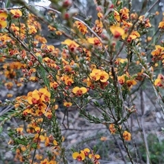 Dillwynia sericea at Yarra, NSW - 14 Oct 2024