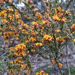 Dillwynia sericea at Yarra, NSW - 14 Oct 2024