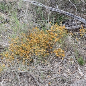 Dillwynia sericea at Yarra, NSW - 14 Oct 2024