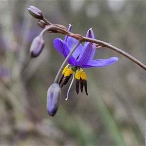 Dianella revoluta var. revoluta at Yarra, NSW - 14 Oct 2024