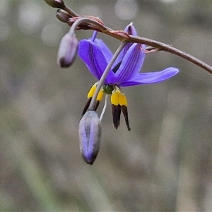 Dianella revoluta var. revoluta at Yarra, NSW - 14 Oct 2024