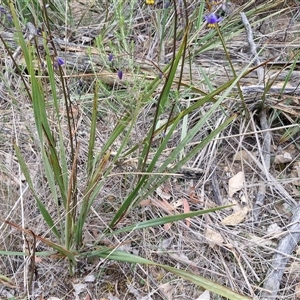 Dianella revoluta var. revoluta at Yarra, NSW - 14 Oct 2024