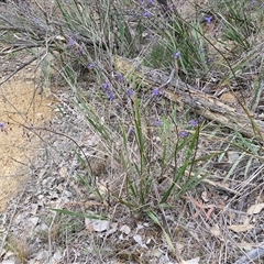 Dianella revoluta var. revoluta at Yarra, NSW - 14 Oct 2024