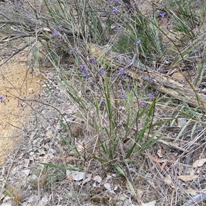 Dianella revoluta var. revoluta at Yarra, NSW - 14 Oct 2024