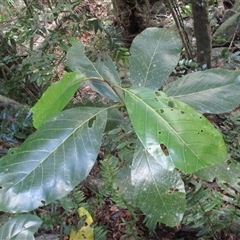 Litsea bindoniana (big–leaf bollywood) at Syndicate, QLD - 6 Oct 2016 by Jason7Stewart2016onNM