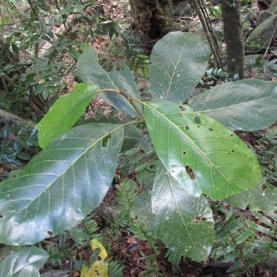 Litsea bindoniana (big–leaf bollywood) at Syndicate, QLD - 6 Oct 2016 by JasonPStewartNMsnc2016