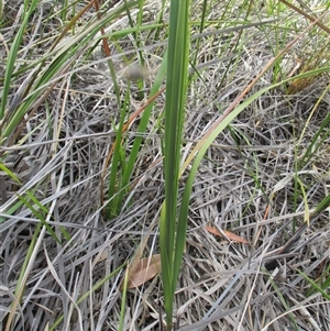 Gahnia radula at Black Rock, VIC - 15 Dec 2016