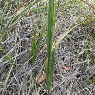 Gahnia radula (Thatch Saw-sedge) at Black Rock, VIC - 15 Dec 2016 by JasonPStewartNMsnc2016