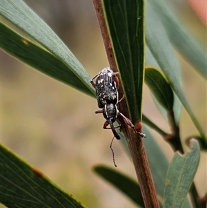 Aoplocnemis sp. (genus) at Captains Flat, NSW - 14 Oct 2024