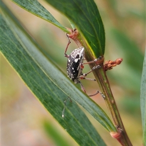 Aoplocnemis sp. (genus) at Captains Flat, NSW - 14 Oct 2024