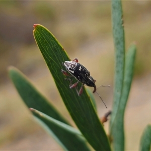 Aoplocnemis sp. (genus) at Captains Flat, NSW - 14 Oct 2024