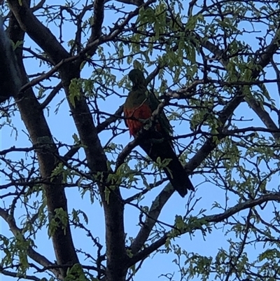 Alisterus scapularis (Australian King-Parrot) at Dunlop, ACT - 14 Oct 2024 by ploffskinpluffskin