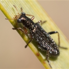 Lemidia subaenea (Clerid beetle) at Rendezvous Creek, ACT - 13 Oct 2024 by patrickcox