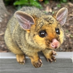 Trichosurus vulpecula (Common Brushtail Possum) at Burradoo, NSW - 13 Oct 2024 by GlossyGal