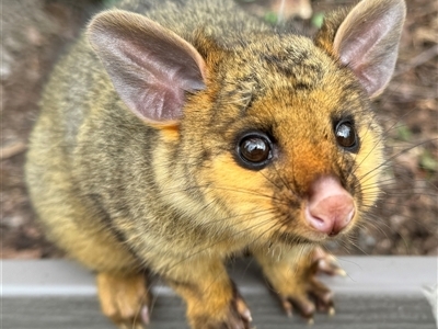 Trichosurus vulpecula (Common Brushtail Possum) at Burradoo, NSW - 14 Oct 2024 by GlossyGal