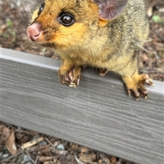 Trichosurus vulpecula at Burradoo, NSW - suppressed