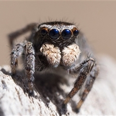 Maratus proszynskii (Peacock spider) at Booth, ACT - 12 Oct 2024 by patrickcox