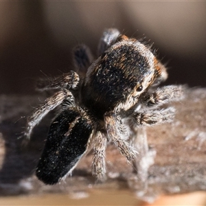 Maratus proszynskii at Booth, ACT - 13 Oct 2024